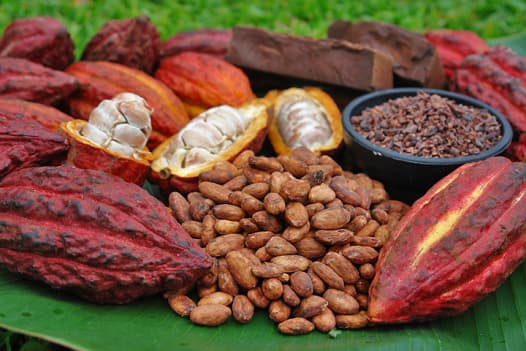 cocoa in stock ready for export